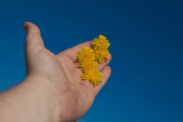 Sarı dandelions tutan eller