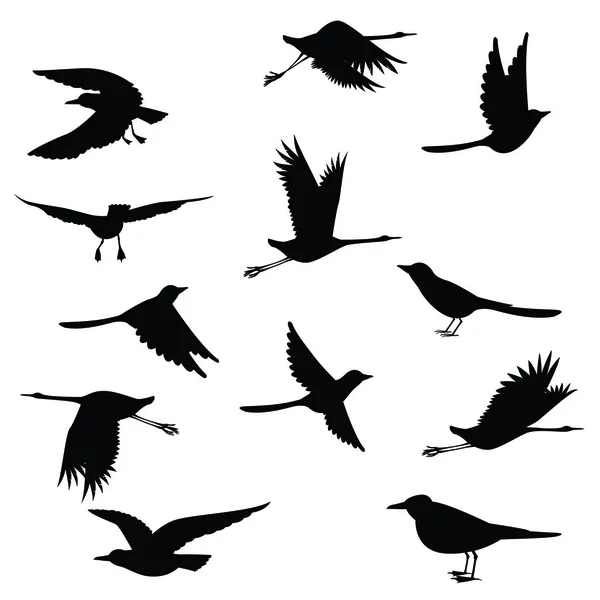 Silhouettes birds.Vector illustration — Stock Vector