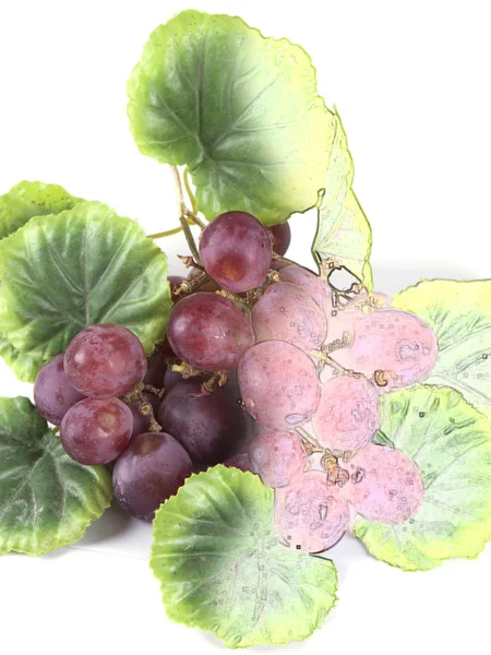 Composição de fruto de desenho colorido de uvas — Fotografia de Stock