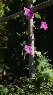 Çiçek arkaplanı mor renkli Convolvulus bahçede sırıkla tırmanıyor.
