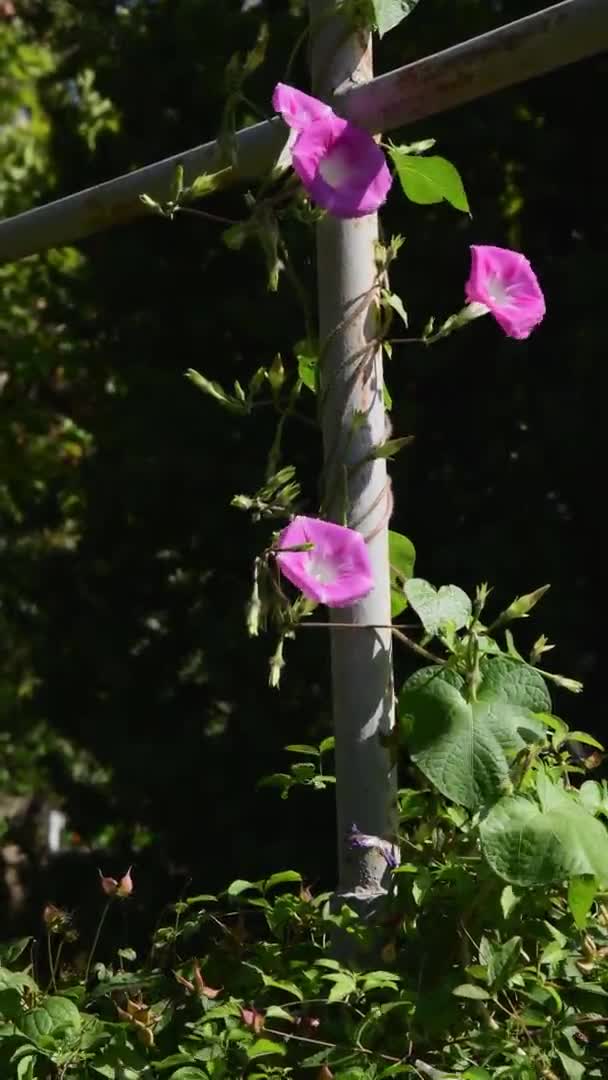 Квітковий фон з фіолетово-рожевим Con involulus сходження на полюс в саду — стокове відео