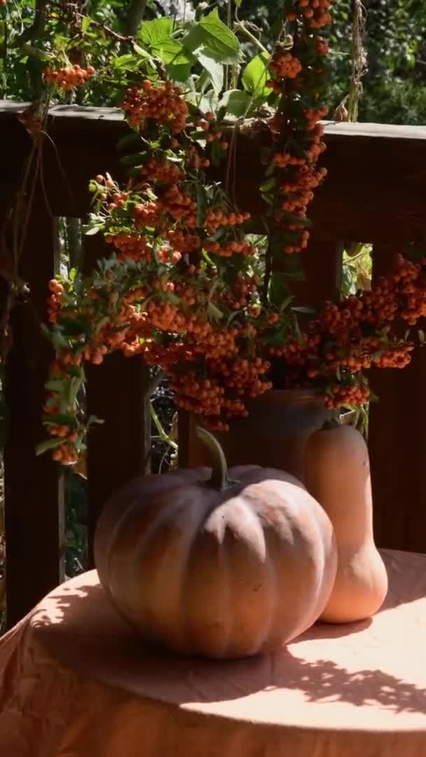 Fall still life with pyracantha branches and berries in pumpkin — Stock Video