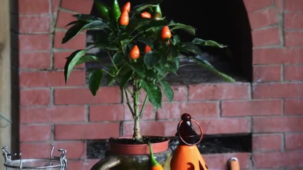 Spicy pepper bush in rustic clay pot at brick fireplace background — Stock Video