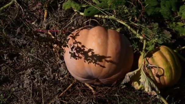 Спелые тыквы на земле в сельском саду во время осеннего сбора урожая — стоковое видео