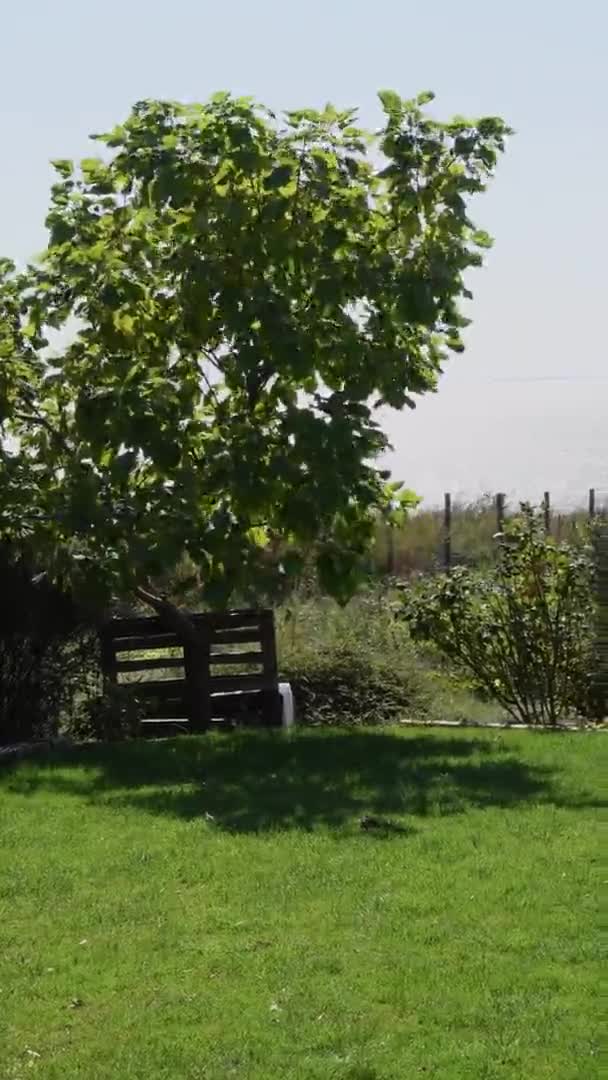 Tuinlandschap met bankje onder paulownia boom op groen grasveld — Stockvideo