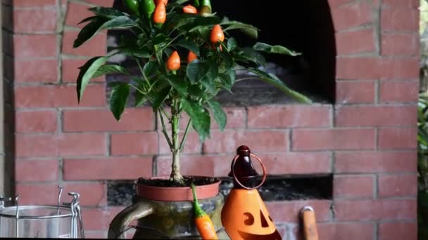 砖壁炉背景的农村粘土锅中的辣椒酱灌木 — 图库视频影像