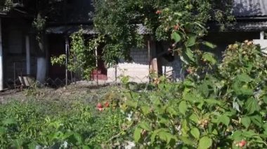 Çiftlik bahçesinde ahududu çalısı, çiftlik evinin tel örgüsünün yanında.
