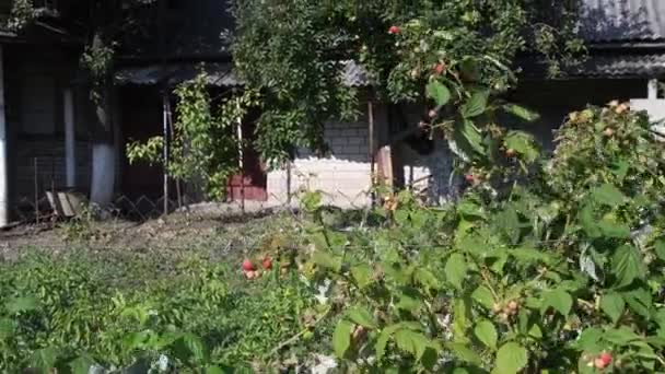 Himbeerstrauch auf Bauernhof Garten in der Nähe Maschendrahtzaun von Bauernhaus — Stockvideo