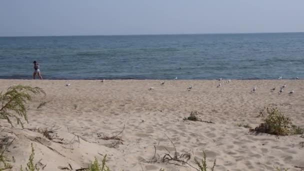 Silueta de mujer caminando en un tranquilo paisaje marino con gaviotas en la playa costera — Vídeo de stock