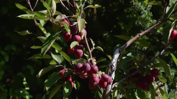 Jabłoń malinowy z czerwonymi dojrzałymi jabłkami i liśćmi kołyszącymi się na wietrze — Wideo stockowe
