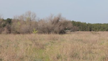 Uçsuz bucaksız sonbahar ağacı ve ufukta çiftlik evleri olan sonbahar çayırı.