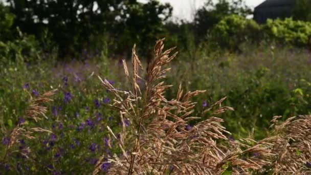 Autunno campagna sfondo con infiorescenze seme erba svolazzante nel vento — Video Stock