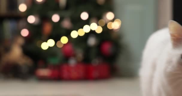 Odaklanamayan noel perisi ışıkları. Odak dışı tatil arkaplanı Noel ağacı — Stok video
