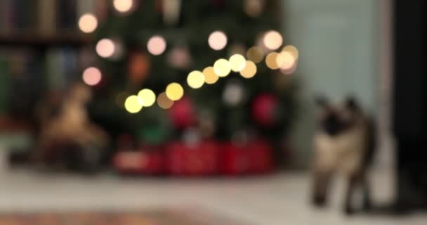 Luzes de fadas de Natal desfocadas. Fora de foco férias fundo árvore de Natal — Vídeo de Stock