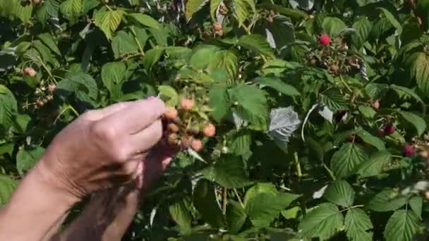 Las manos arrugadas mayores recogen frambuesas maduras de los arbustos en el jardín de la granja — Vídeos de Stock