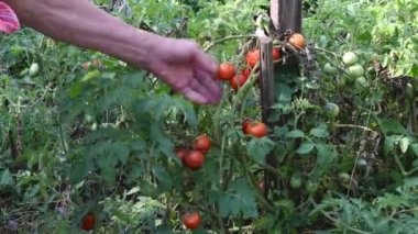 Farmer inspects cherry tomato crop. Organic farming, vegetable garden