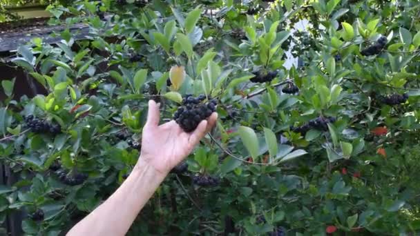 Senior wrinkled hand picking ripe black chokeberry from green shrub in garden — Stok video