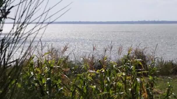 Landscape garden with Panicum panicgrass growing by river bank in sunny day — 비디오