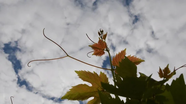 Folhas de uva de cor laranja com tendril curvo contra nuvens brancas na vinha — Fotografia de Stock