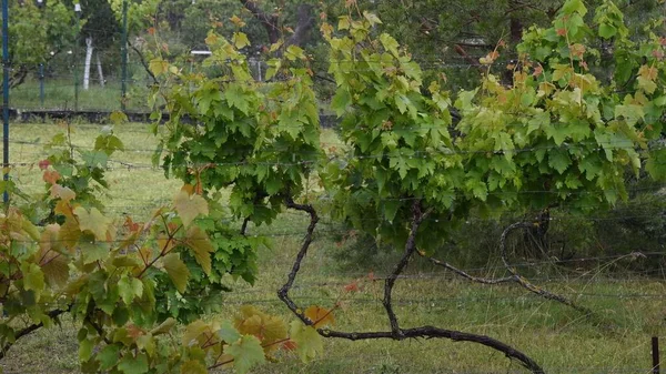 Starkregen und Hagel fallen in Garten mit Weintrauben und Kiefern — Stockfoto