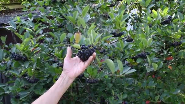 Senior wrinkled hand hold ripe black chokeberry at bush in countryside garden — Vídeo de Stock