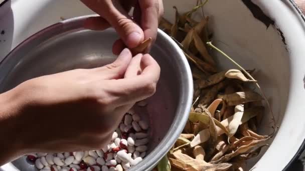 Hands shell husk kidney beans pods into old bowl in kitchen — kuvapankkivideo