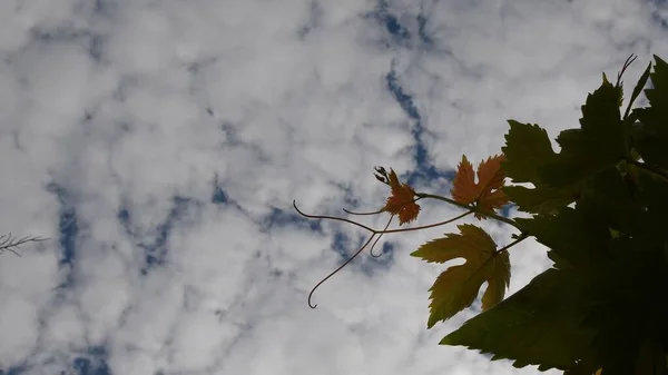 Silhouette leaves with curved tendril against white clouds at vineyard — Photo