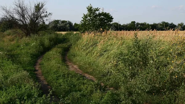 Overgrown country road landscape with cereal crop field and clouds in sky