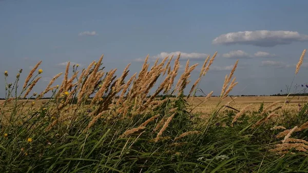 Roadside of harvested cereal field overgrown by reed grass and yellow wildflowers — Stock Photo, Image