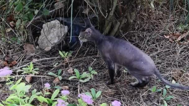 Sphynx cat walks outdoors, looks around fearfully, stepping cautiously — Stock Video