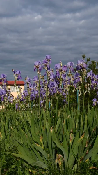 Spring garden with blue iris flowers and farmhouse on background — Stockfoto