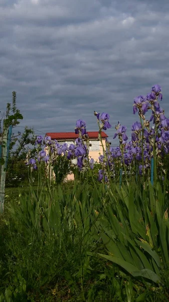 Spring garden with blue iris flowers and farmhouse on background — Stockfoto