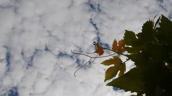 Silhouette leaves with curved tendril against white clouds at vineyard — Photo