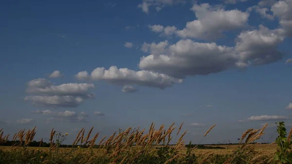 蓝天中麦田和云彩上的云彩 — 图库照片