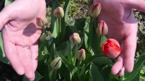 Handen zorgvuldig te houden groene knoppen van rode tulp bloemen groeien op bloembed tuin — Stockvideo