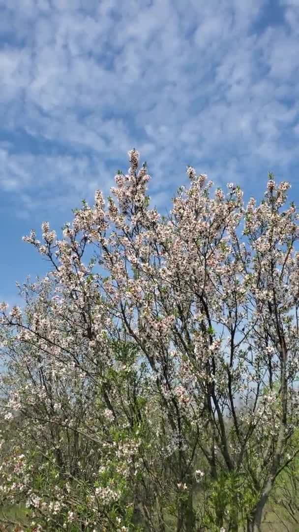 Vídeo en formato vertical de las ramas florecientes de árboles nectarinos con cielo azul y fondo de nubes blancas — Vídeo de stock