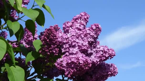 Las manos del jardinero tocan racimos de lila balanceándose por el viento sobre el fondo azul del cielo — Vídeos de Stock