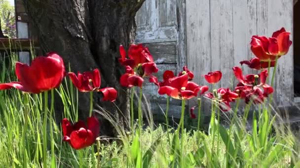 Czerwone zwiędłe tulipany z zakrzywionymi płatkami suszącymi w ogrodzie późną wiosną — Wideo stockowe
