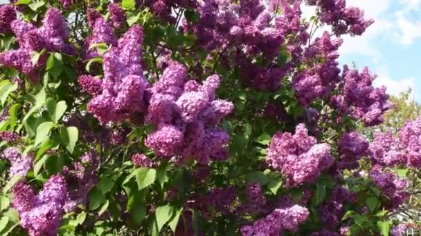 Fiori fioriti di rigogliosi mazzi di lilla ondeggiano dal vento in primavera — Video Stock