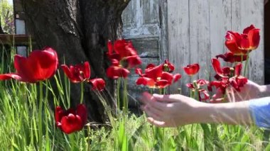 Baharın sonlarında bahçede solmuş lalelere dokunmak ve teftiş etmek