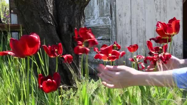 Hands touch and inspect wilted tulips in garden in late springtime — Stock Video