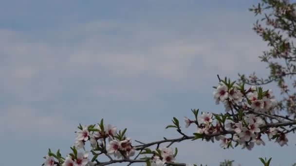 Filial av nektarin träd i blom med blå himmel bakgrund och kopiera utrymme — Stockvideo