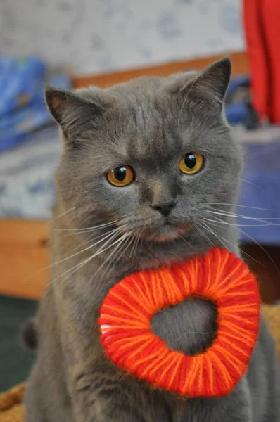 Gato britânico bonito com coração de fio vermelho tecido no pescoço — Fotografia de Stock