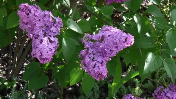 Blooming flower bunches of lilac bush with green leaves sway by wind in spring — Stock Video