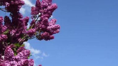 Çiçek açan leylak tohumu, mavi arka plandaki bahar bahçesinde rüzgarla sallanıyor.