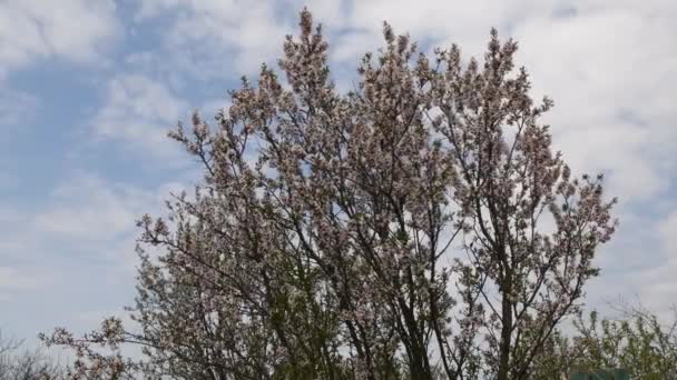 Blühender Baum mit üppigen weißen Blumen im Frühlingsgarten — Stockvideo
