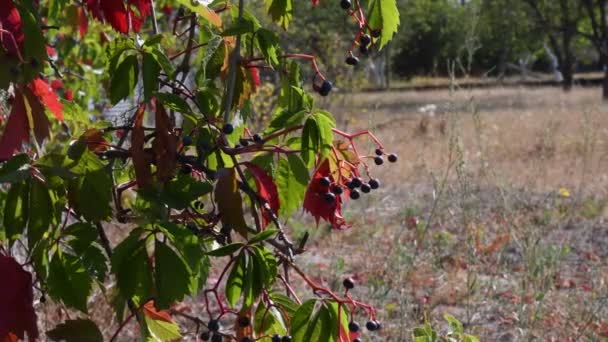 Autunno siepe da giardino ricoperto da Virginia rampicante chiamato anche Parthenocissus Quinquefolia con foglie di colore autunno — Video Stock