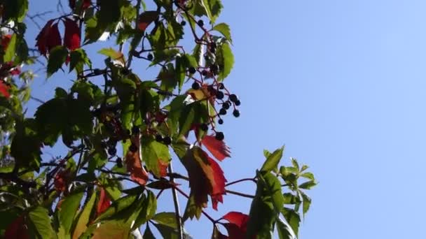 バージニア州のクリーパーの葉は、青い空の背景にParthenocissus Quinquefoliaとも呼ばれる。 — ストック動画