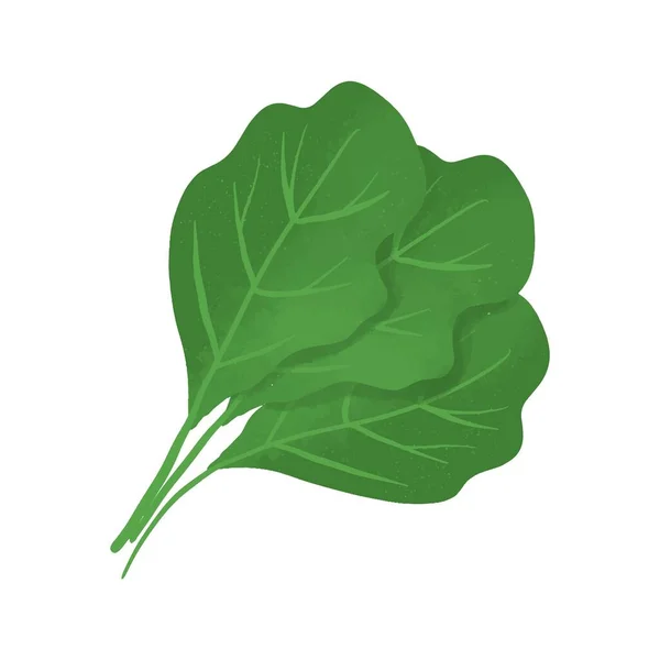 Spinat Gemüse Vektor Isoliert Hand Gezeichnet Bio Grüne Lebensmittel — Stockvektor