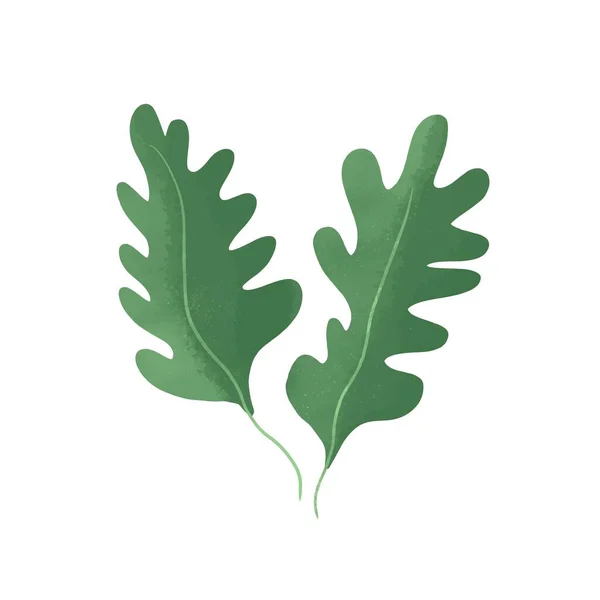 Rucola Kézzel Rajzolt Zöld Kert Leveles Zöldség Zöld Egészséges Vega — Stock Vector